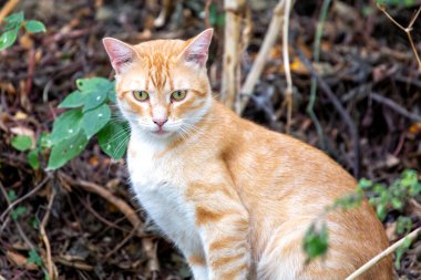 Küresel kentsel ve banliyö ortamlarında tekir kedi bulundu. Omnivorous, öncelikli olarak insanlar tarafından besleniyor, ama aynı zamanda küçük hayvanları da avlıyor. Evcil bir kedi ve sokak kedisi kadar yaygın.