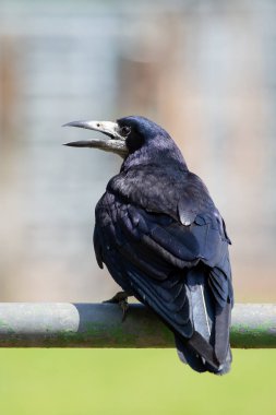 Rook spotted in woodlands and farmlands of Europe and Asia. Feeds on insects, seeds, and small animals. Commonly found in open and semi-open landscapes.  clipart