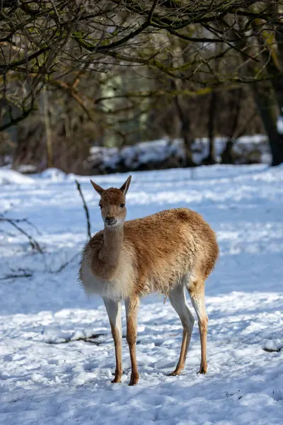 Stock image Vicuna in the Andean highlands of South America. Herbivorous, grazing on grasses and shrubs. Found in high-altitude regions of Peru, Bolivia, Chile, and Argentina.