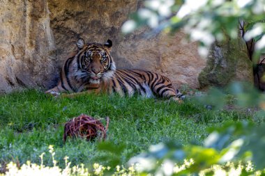 Malayan tiger in the rainforests of Peninsular Malaysia. Carnivorous, preying on deer, wild boar, and smaller mammals. Endangered, found in dense tropical forests.  clipart