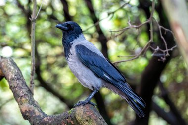 Karga Lee Fields 'da görüldü, Cork. Böceklerle, küçük hayvanlarla ve yiyecek için çöplerle beslenir. Avrupa ve Asya 'daki ormanlarda, tarlalarda ve kentsel alanlarda yaygındır..