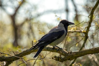 Karga Lee Fields 'da görüldü, Cork. Böceklerle, küçük hayvanlarla ve yiyecek için çöplerle beslenir. Avrupa ve Asya 'daki ormanlarda, tarlalarda ve kentsel alanlarda yaygındır..