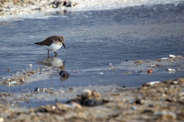 Dunlin spotted on Bull Island, Dublin. Feeds on insects, mollusks, and small invertebrates. Commonly found in coastal wetlands and mudflats in Europe and Asia. clipart