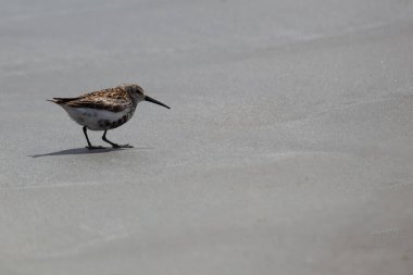 Dunlin, Bull Island, Dublin 'de görüldü. Böcekler, yumuşakçalar ve küçük omurgasızlarla beslenir. Genellikle Avrupa ve Asya 'da kıyı sulak alanları ve çamurlu düzlüklerde bulunur..