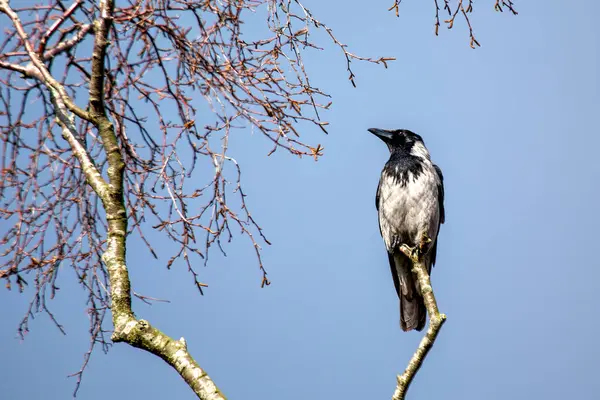 Stock image Jackdaw spotted in the Lee Fields, Cork. Feeds on insects, small animals, and scavenges for food. Common in woodlands, fields, and urban areas across Europe and Asia.