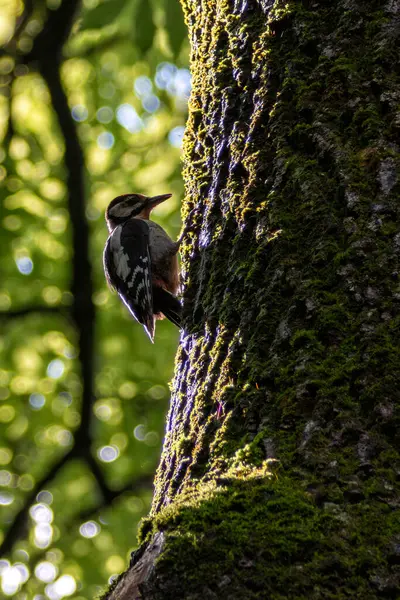 Stock image Great spotted woodpecker observed in the English Gardens, Munich. Feeds on insects, larvae, and tree sap. Common in woodlands and parks across Europe and Asia. 