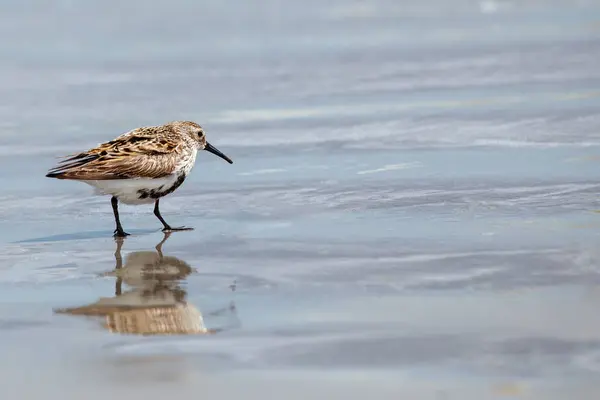 stock image Dunlin spotted on Bull Island, Dublin. Feeds on insects, mollusks, and small invertebrates. Commonly found in coastal wetlands and mudflats in Europe and Asia.