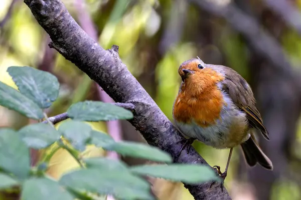 Stock image Robin Redbreast spotted in the English Garden, Munich. Feeds on insects, worms, and berries. Commonly found in gardens, woodlands, and parks across Europe. 