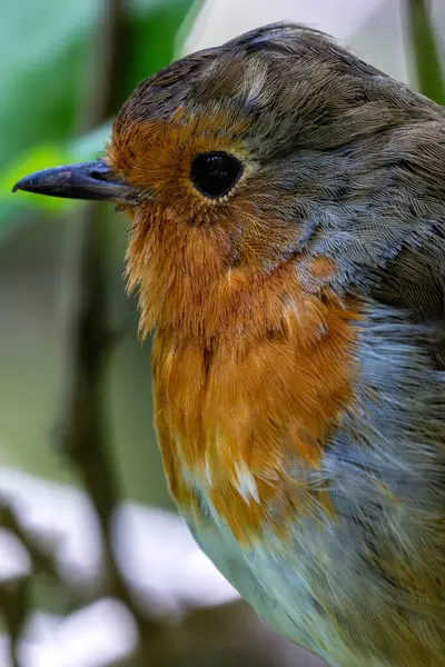 Stock image Robin Redbreast spotted in the English Garden, Munich. Feeds on insects, worms, and berries. Commonly found in gardens, woodlands, and parks across Europe. 