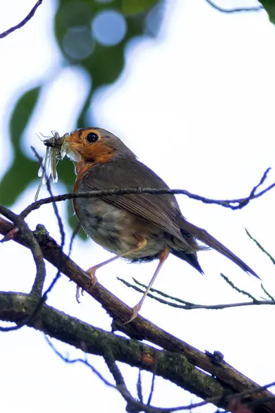 Stock image Robin Redbreast spotted in the English Garden, Munich. Feeds on insects, worms, and berries. Commonly found in gardens, woodlands, and parks across Europe. 