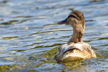 Female mallard spotted in Turvey Nature Reserve, Dublin. Feeds on aquatic plants, insects, and small fish. Commonly found in ponds, lakes, and wetlands across Europe and North America. clipart