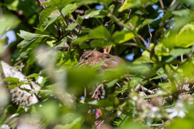 Turvey Doğa Rezervi, Dublin 'de Avrupa çalı çırpısı görüldü. Böcekler, örümcekler ve küçük omurgasızlarla beslenir. Avrupa genelinde sık sık ormanlarda, bahçelerde ve çalılıklarda bulunur.. 