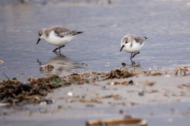 Sanderling spotted off the coast of Clontarf, Dublin. Feeds on small invertebrates and crustaceans. Commonly found along sandy beaches and coastal mudflats in Europe and North America. clipart