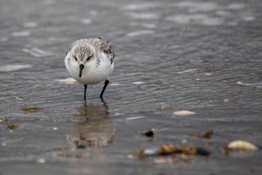 Sanderling, Clontarf, Dublin açıklarında görüldü. Küçük omurgasızlar ve kabuklularla besleniyor. Genellikle Avrupa ve Kuzey Amerika 'da kumlu plajlar ve kıyı çamurlu düzlükleri boyunca bulunur..