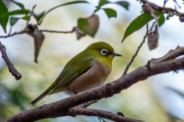 Tokyo, Japonya 'da doğulu bir beyaz göz görüldü. Nektar, meyve ve böceklerle besleniyor. Güney ve Güneydoğu Asya 'daki bahçeler, ormanlar ve kentsel alanlarda yaygın olarak bulunur..