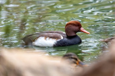 Red-crested pochard seen in the English Garden, Munich. Feeds on aquatic plants, seeds, and small invertebrates. Commonly found in lakes, rivers, and wetlands across Europe and Asia. clipart