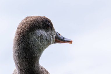 Red-crested pochard seen in the English Garden, Munich. Feeds on aquatic plants, seeds, and small invertebrates. Commonly found in lakes, rivers, and wetlands across Europe and Asia. clipart