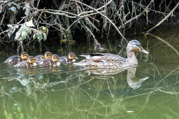 stock image Female mallard spotted in Turvey Nature Reserve, Dublin. Feeds on aquatic plants, insects, and small fish. Commonly found in ponds, lakes, and wetlands across Europe and North America.