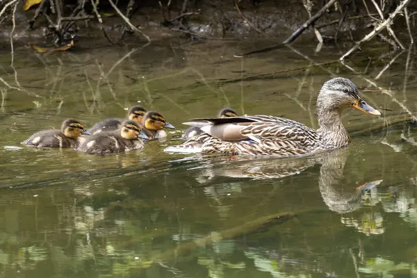 stock image Female mallard spotted in Turvey Nature Reserve, Dublin. Feeds on aquatic plants, insects, and small fish. Commonly found in ponds, lakes, and wetlands across Europe and North America.