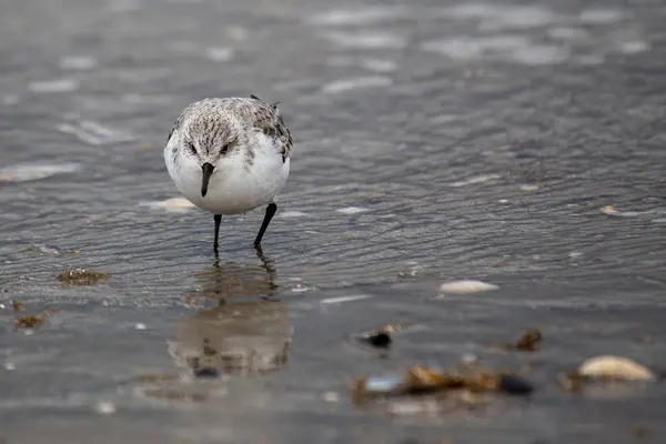 stock image Sanderling spotted off the coast of Clontarf, Dublin. Feeds on small invertebrates and crustaceans. Commonly found along sandy beaches and coastal mudflats in Europe and North America.