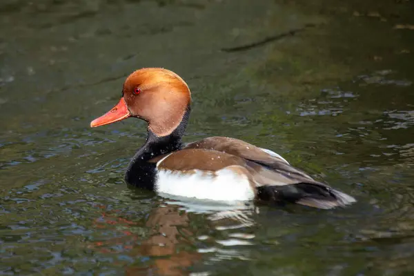 stock image Red-crested pochard seen in the English Garden, Munich. Feeds on aquatic plants, seeds, and small invertebrates. Commonly found in lakes, rivers, and wetlands across Europe and Asia.