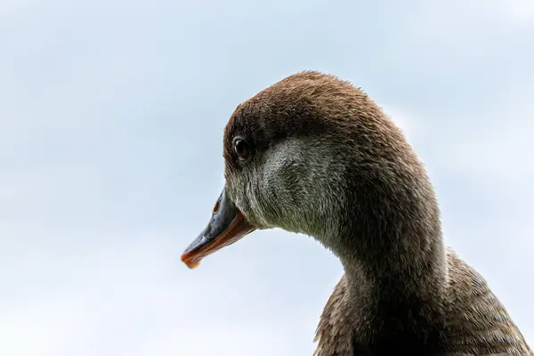 Stock image Red-crested pochard seen in the English Garden, Munich. Feeds on aquatic plants, seeds, and small invertebrates. Commonly found in lakes, rivers, and wetlands across Europe and Asia.