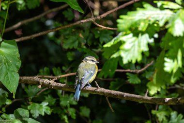 Juvenile blue tit seen in St. Stephen's Green, Dublin. Feeds on insects, seeds, and berries. Commonly found in woodlands, gardens, and parks across Europe. 