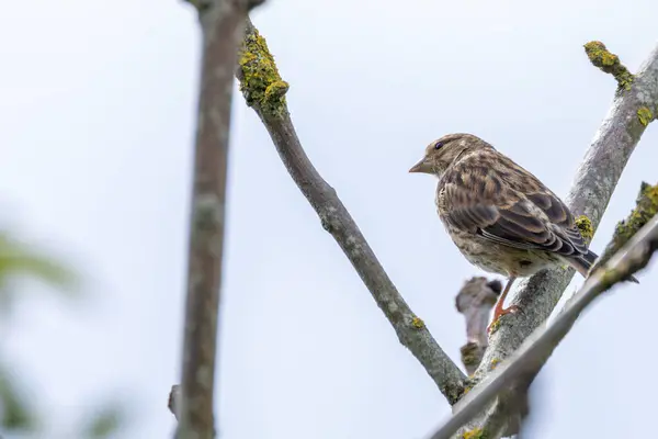 stock image Female linnet spotted in Turvey Nature Reserve, Dublin. Feeds on seeds, insects, and small fruits. Commonly found in heathlands, grasslands, and open woodlands across Europe.