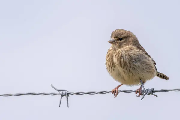 stock image Female linnet spotted in Turvey Nature Reserve, Dublin. Feeds on seeds, insects, and small fruits. Commonly found in heathlands, grasslands, and open woodlands across Europe.