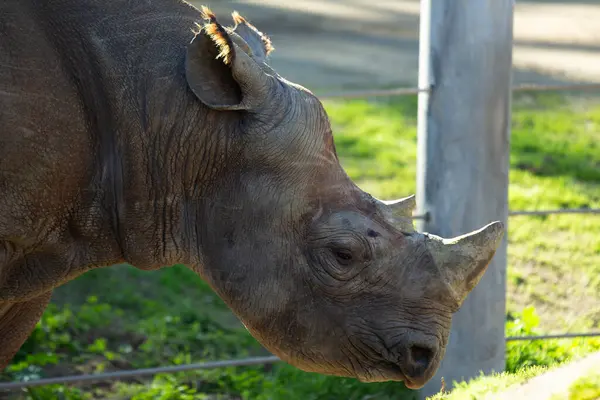 stock image Black rhino found in the grasslands and savannas of Eastern and Southern Africa. Herbivorous, feeding on bushes, trees, and herbs. Critically endangered, often in protected reserves. 