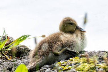 Gadwall spotted in the English Garden, Munich. Feeds on aquatic plants, seeds, and insects. Commonly found in lakes, ponds, and wetlands across Europe and Asia. clipart