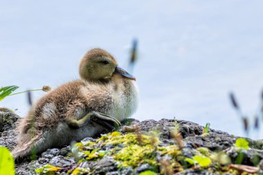 İngiliz Bahçesi, Münih 'te Gadwall görüldü. Su bitkileri, tohumlar ve böceklerle besleniyor. Avrupa ve Asya 'daki göllerde, göletlerde ve sulak alanlarda yaygın olarak bulunur..