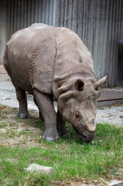 Hindistan ve Nepal 'in çayırlarında ve ormanlarında Hint gergedanı bulundu. Otlaklar, yapraklar ve meyvelerle beslenirler. Kritik tehlike altında, çoğu zaman koruma altında.. 
