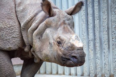 Hindistan ve Nepal 'in çayırlarında ve ormanlarında Hint gergedanı bulundu. Otlaklar, yapraklar ve meyvelerle beslenirler. Kritik tehlike altında, çoğu zaman koruma altında.. 