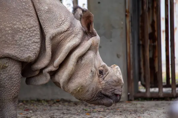 stock image Indian rhino found in the grasslands and forests of India and Nepal. Herbivorous, feeding on grasses, leaves, and fruits. Critically endangered, often in protected reserves. 