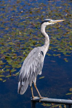 Grey Heron, Peder Collins Park, Dublin 'de görüldü. Balıklarla, amfibilerle ve böceklerle besleniyor. Genellikle Avrupa, Asya ve Afrika 'daki sulak alanlar, nehirler ve parklarda bulunur.. 