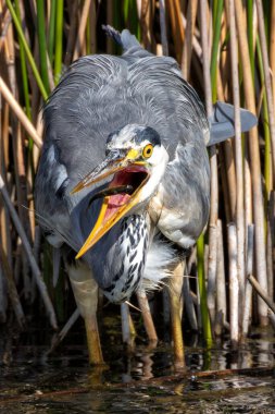 Grey Heron, Peder Collins Park, Dublin 'de görüldü. Balıklarla, amfibilerle ve böceklerle besleniyor. Genellikle Avrupa, Asya ve Afrika 'daki sulak alanlar, nehirler ve parklarda bulunur.. 