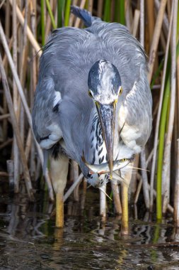 Grey Heron, Peder Collins Park, Dublin 'de görüldü. Balıklarla, amfibilerle ve böceklerle besleniyor. Genellikle Avrupa, Asya ve Afrika 'daki sulak alanlar, nehirler ve parklarda bulunur.. 