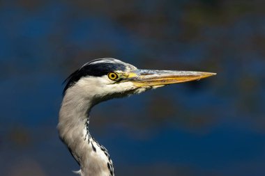 Grey Heron, Peder Collins Park, Dublin 'de görüldü. Balıklarla, amfibilerle ve böceklerle besleniyor. Genellikle Avrupa, Asya ve Afrika 'daki sulak alanlar, nehirler ve parklarda bulunur.. 