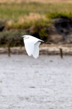 Little Egret spotted at Swords Estuary, Dublin. Feeds on fish, insects, and amphibians. Commonly found in wetlands, estuaries, and coastal regions across Europe, Africa, and Asia. clipart