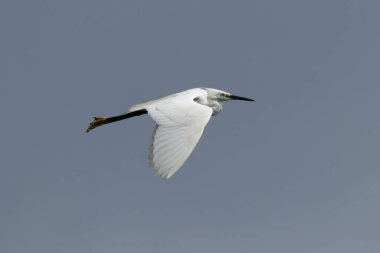 Küçük Egret, Swords Estuary, Dublin 'de görüldü. Balıklarla, böceklerle ve amfibilerle besleniyor. Genellikle Avrupa, Afrika ve Asya 'daki sulak alanlar, haliçler ve kıyı bölgelerinde bulunur..