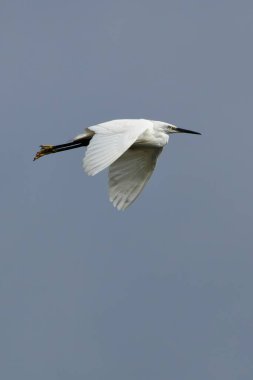 Little Egret spotted at Swords Estuary, Dublin. Feeds on fish, insects, and amphibians. Commonly found in wetlands, estuaries, and coastal regions across Europe, Africa, and Asia. clipart