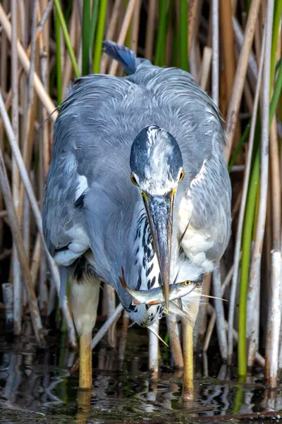 stock image Grey Heron spotted in Father Collins Park, Dublin. Feeds on fish, amphibians, and insects. Commonly found in wetlands, rivers, and parks across Europe, Asia, and Africa. 