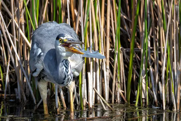 Grey Heron, Peder Collins Park, Dublin 'de görüldü. Balıklarla, amfibilerle ve böceklerle besleniyor. Genellikle Avrupa, Asya ve Afrika 'daki sulak alanlar, nehirler ve parklarda bulunur.. 