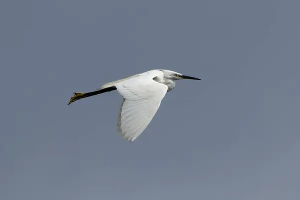 stock image Little Egret spotted at Swords Estuary, Dublin. Feeds on fish, insects, and amphibians. Commonly found in wetlands, estuaries, and coastal regions across Europe, Africa, and Asia.