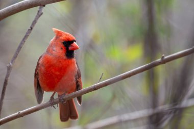 Male Northern Cardinal spotted in Central Park, New York. Feeds on seeds, fruits, and insects. Commonly found in woodlands, gardens, and urban parks across North America. clipart