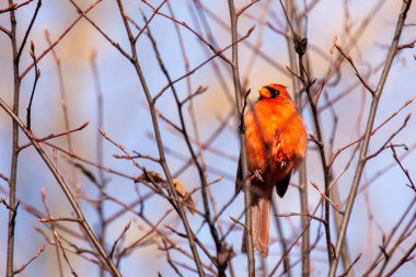 Male Northern Cardinal spotted in Central Park, New York. Feeds on seeds, fruits, and insects. Commonly found in woodlands, gardens, and urban parks across North America. clipart