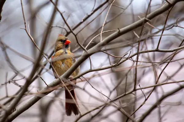 stock image Female Northern Cardinal spotted in Central Park, New York. Feeds on seeds, fruits, and insects. Commonly found in woodlands, gardens, and urban parks across North America.