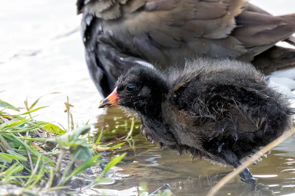 stock image Juvenile moorhen spotted in Turvey Nature Reserve, Dublin. Feeds on aquatic plants, insects, and small invertebrates. Commonly found in wetlands, ponds, and marshes across Europe and Asia.