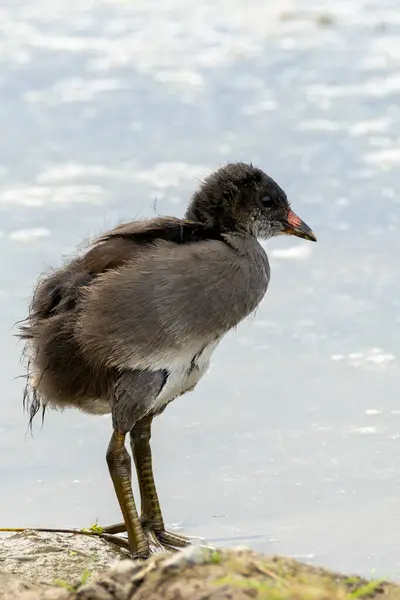 stock image Juvenile moorhen spotted in Turvey Nature Reserve, Dublin. Feeds on aquatic plants, insects, and small invertebrates. Commonly found in wetlands, ponds, and marshes across Europe and Asia.